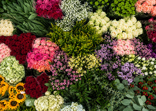 Flores DistriRosas